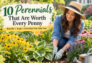 10 Best Perennials for Landscaping That Always Perform