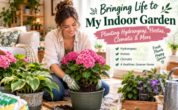 moving hydrangeas